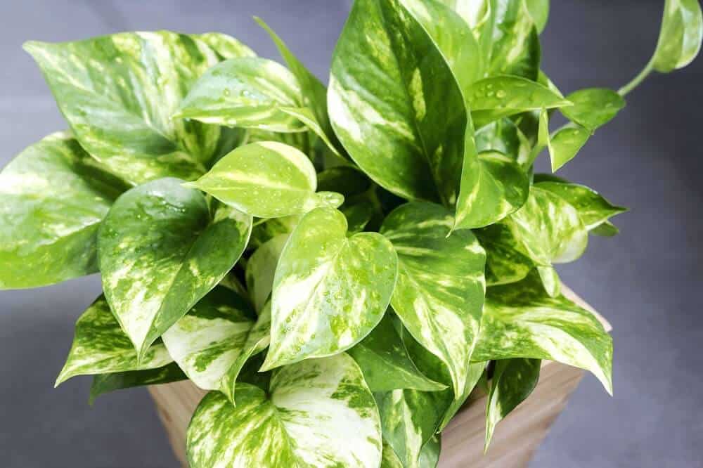 Cây Trầu Bà Vàng hợp mệnh Kim 