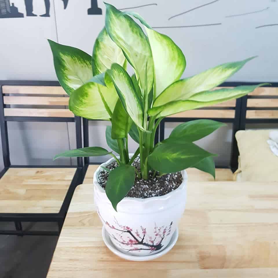 các cây hợp mệnh Kim