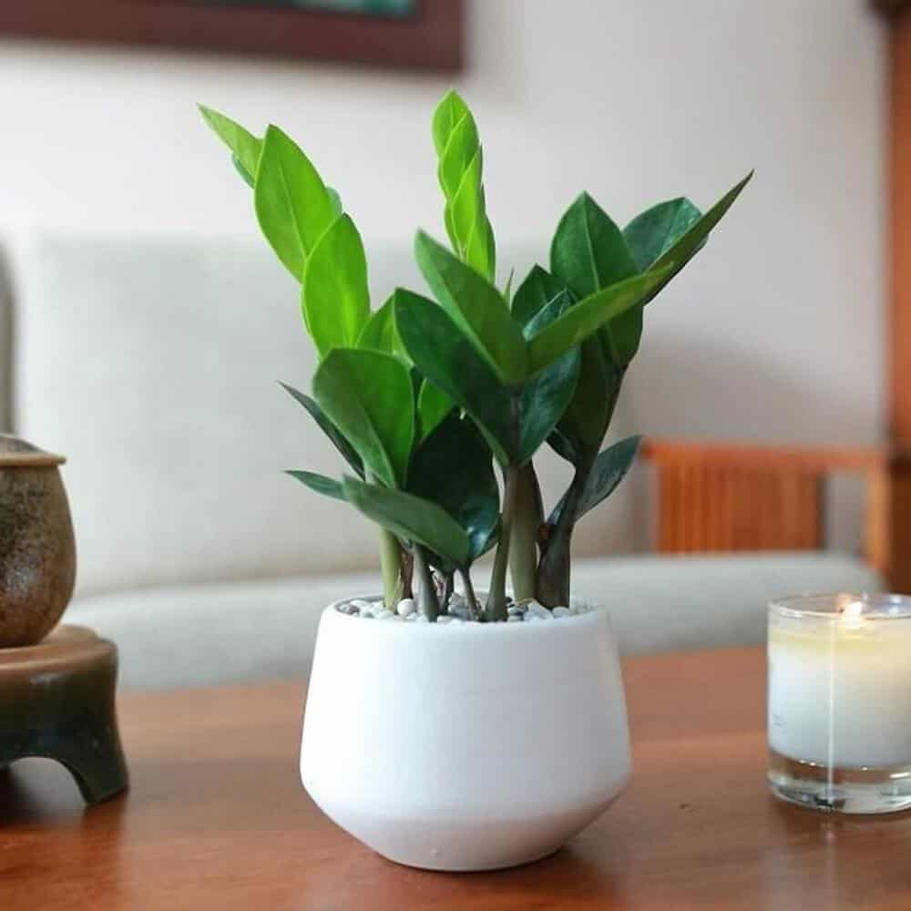các cây hợp mệnh Kim