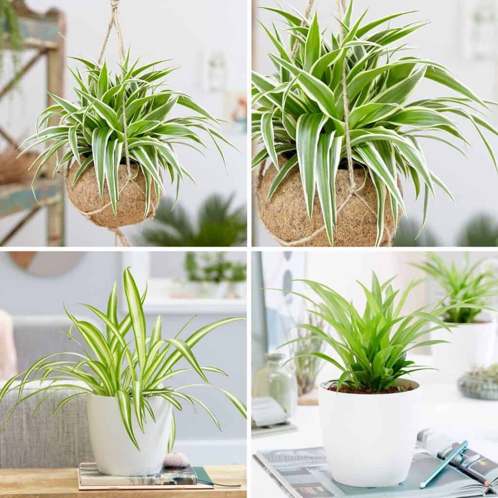 các cây hợp mệnh Kim